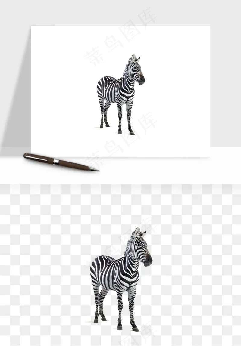 斑马动物png免抠