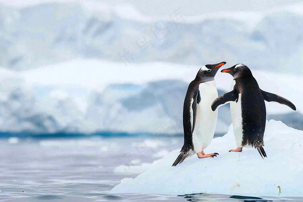 冰雪天地的企鹅寒冷动物摄影图