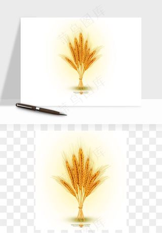 手绘麦穗稻穗麦秆矢量png免抠