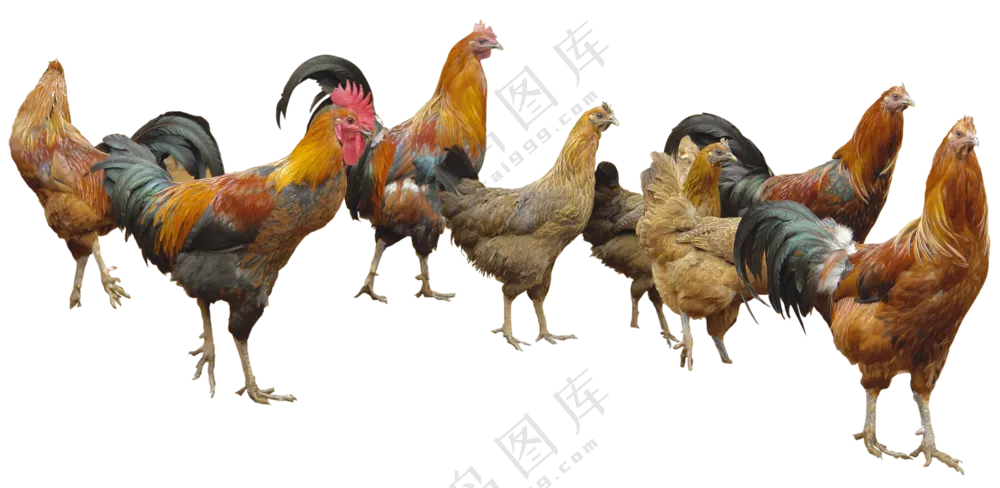一群在溜达的公鸡母鸡免抠图片素材