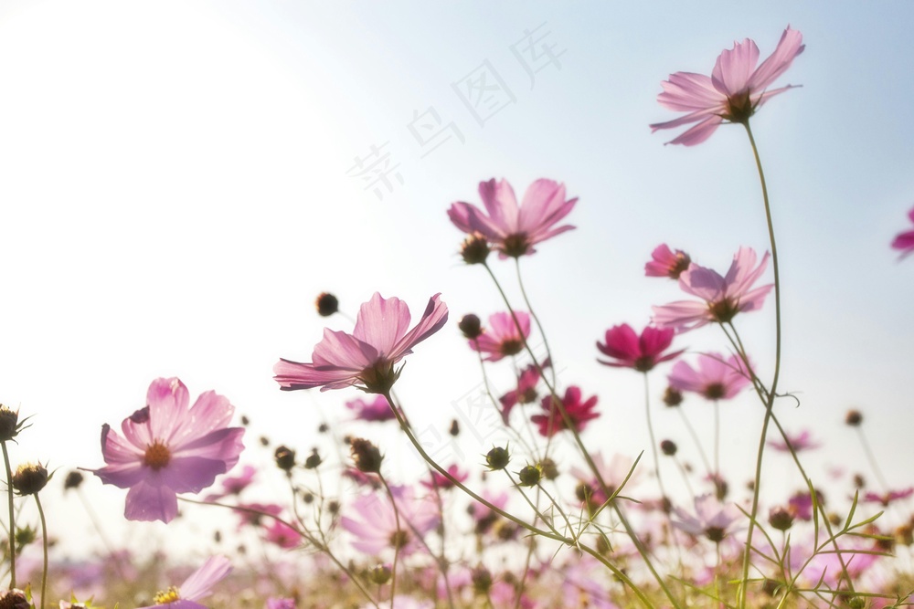 粉嫩花瓣轻舞天空。