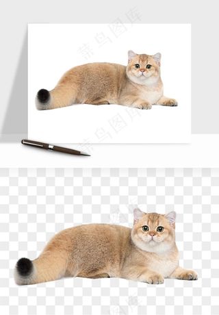 猫咪喵星人狗狗宠物元素png免抠