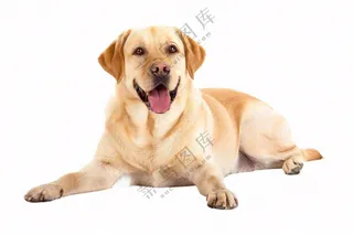 萌宠宠物拉布拉多小狗动物免抠