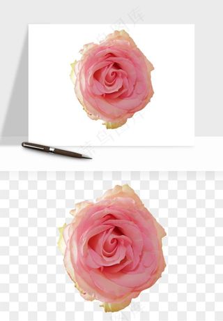 复古鲜花玫瑰png免抠