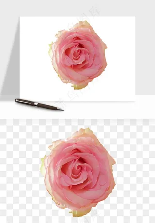 复古鲜花玫瑰png免抠