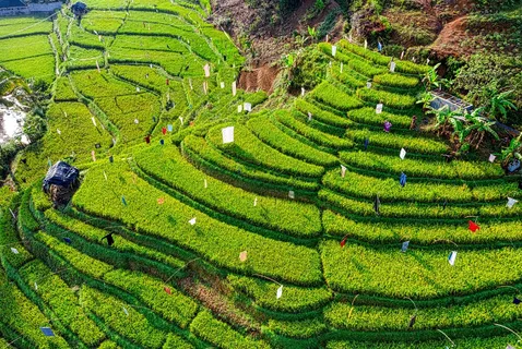 翠绿的阶梯稻田