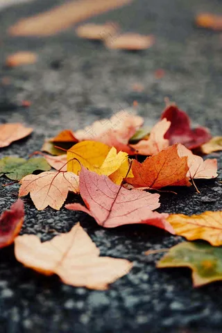 秋天道路上的落叶秋分摄影图