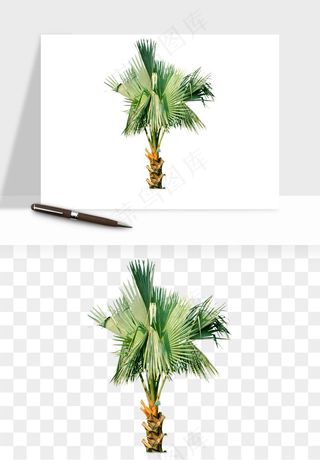 棕榈树椰树png免抠