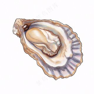 生蚝海鲜海洋卡通插画免抠