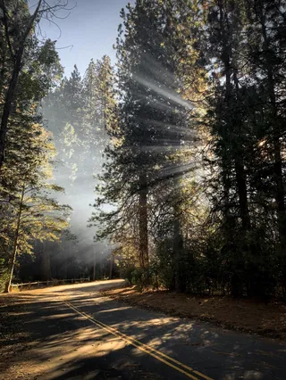 晨光森林公路：宁静与和谐的交响乐章