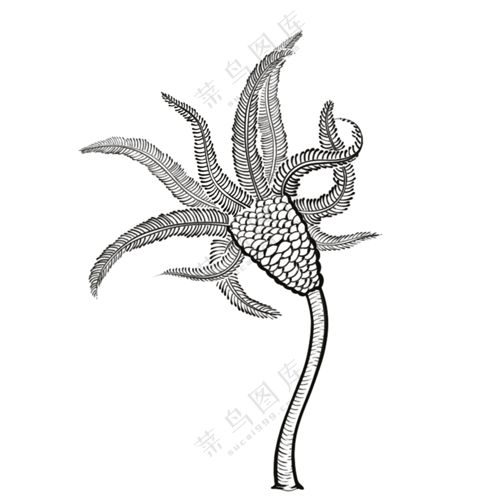 海百合-古海洋生物/线稿/卡通