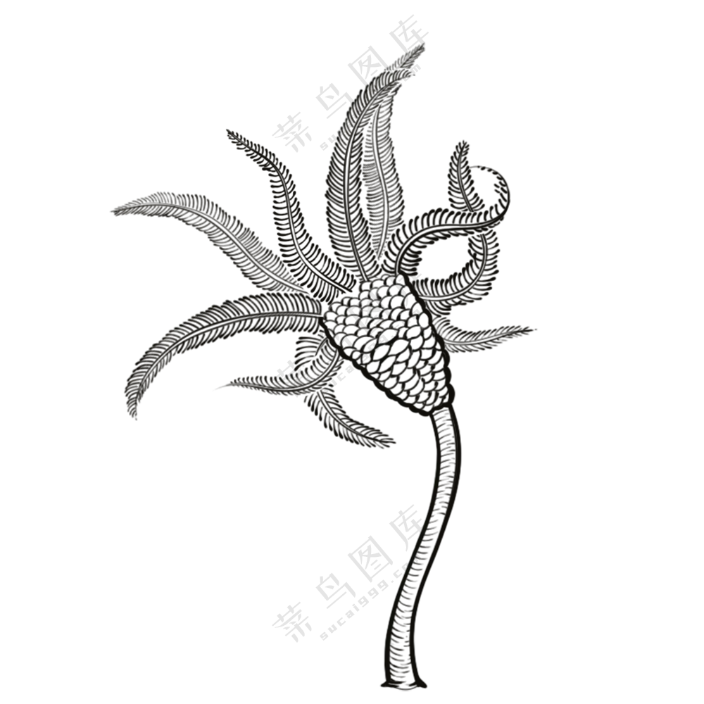 海百合-古海洋生物/线稿/卡通