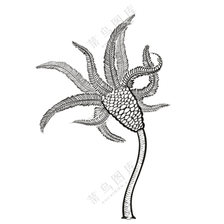 海百合-古海洋生物/线稿/卡通