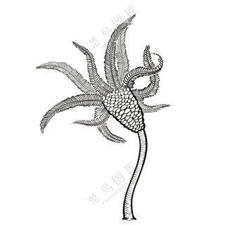 海百合-古海洋生物/线稿/卡通