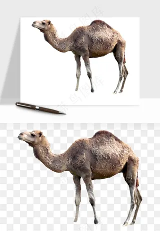 骆驼动物png免抠
