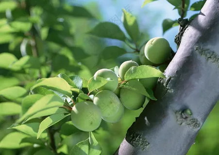 树枝上的桃子 (7)