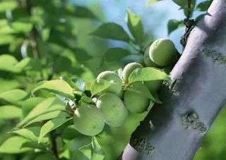 树枝上的桃子 (7)