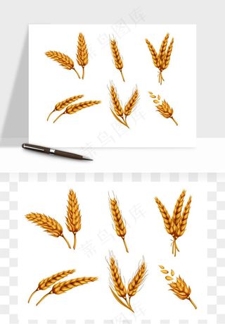 手绘麦穗稻穗麦秆矢量png免抠