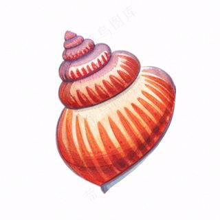 海洋贝壳海螺生物卡通插画免抠