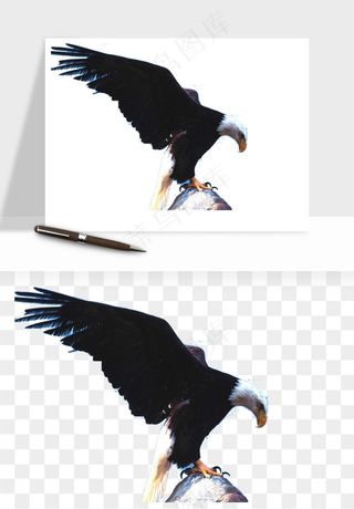 老鹰雄鹰展翅png免抠