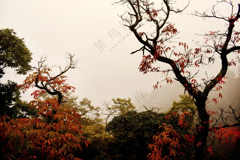 秋季山中的红叶与树杈