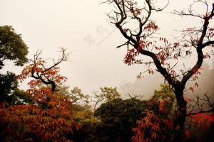 秋季山中的红叶与树杈