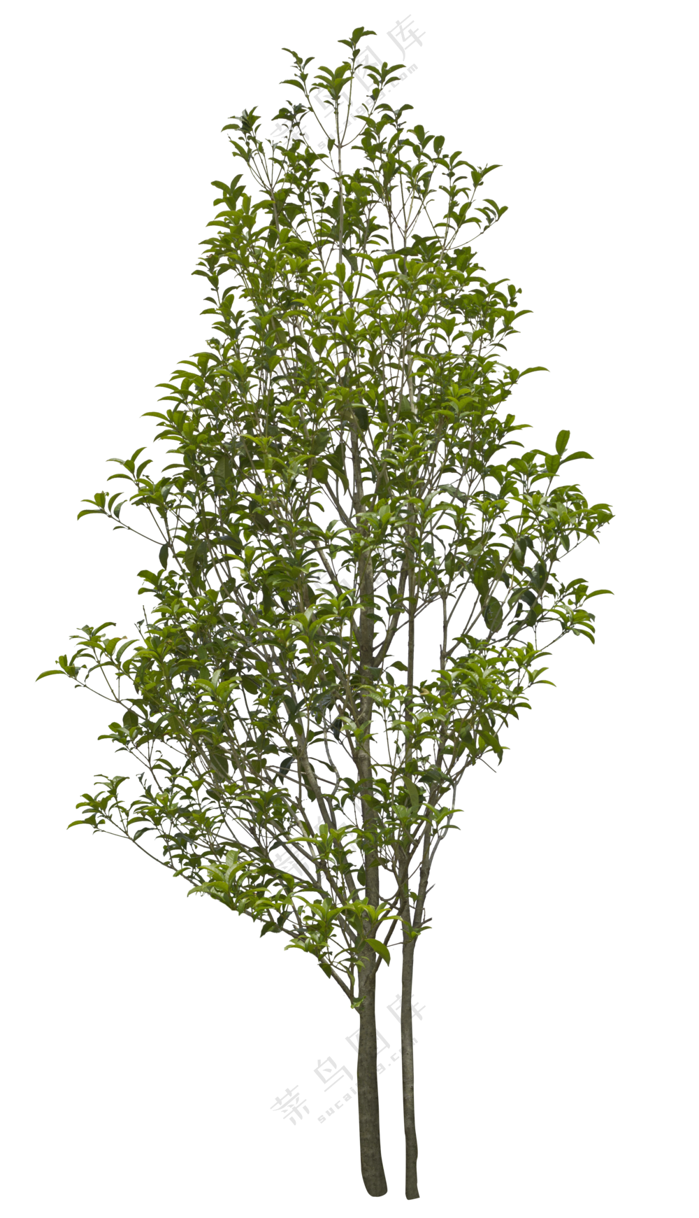PNG免扣植物树木拼贴素材