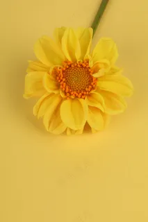 黄色向日葵壁纸封面