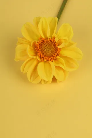 黄色向日葵壁纸封面