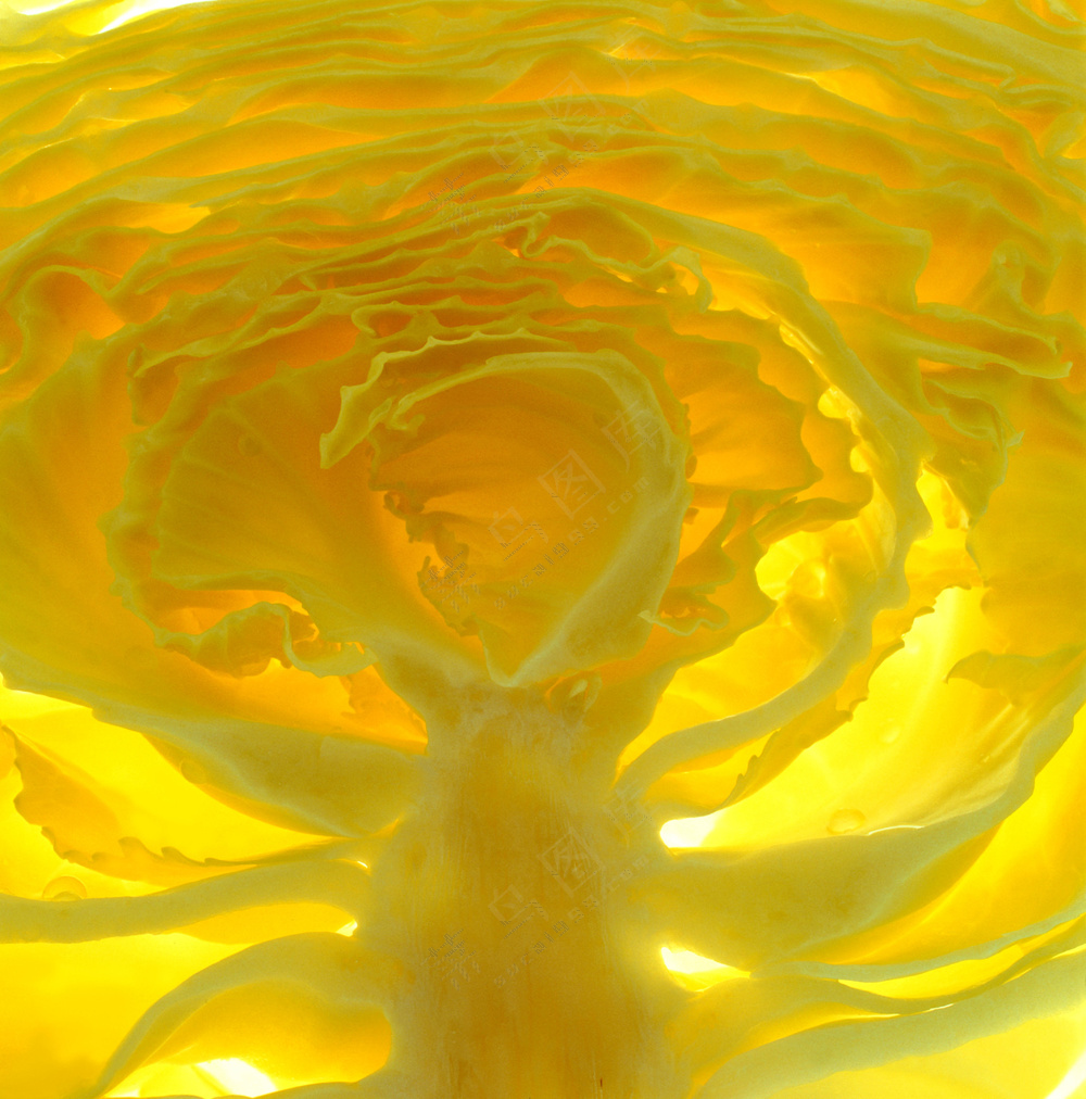 蔬菜切面图片 (24)