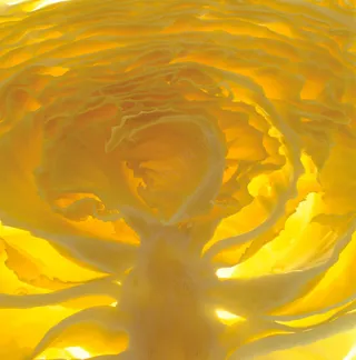 蔬菜切面图片 (24)