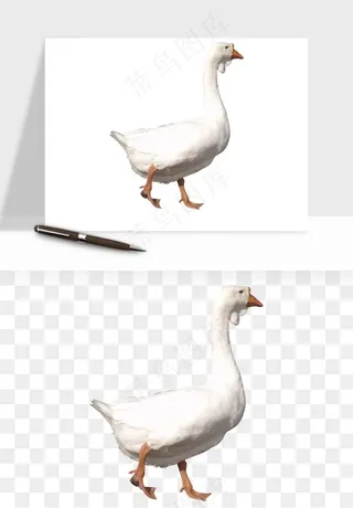 鸭子小鸭png免抠