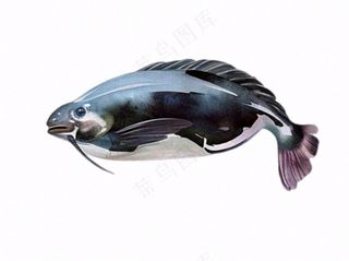 海洋鱼类海鲜卡通插画免抠