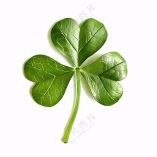 绿色四叶草三叶草植物免抠