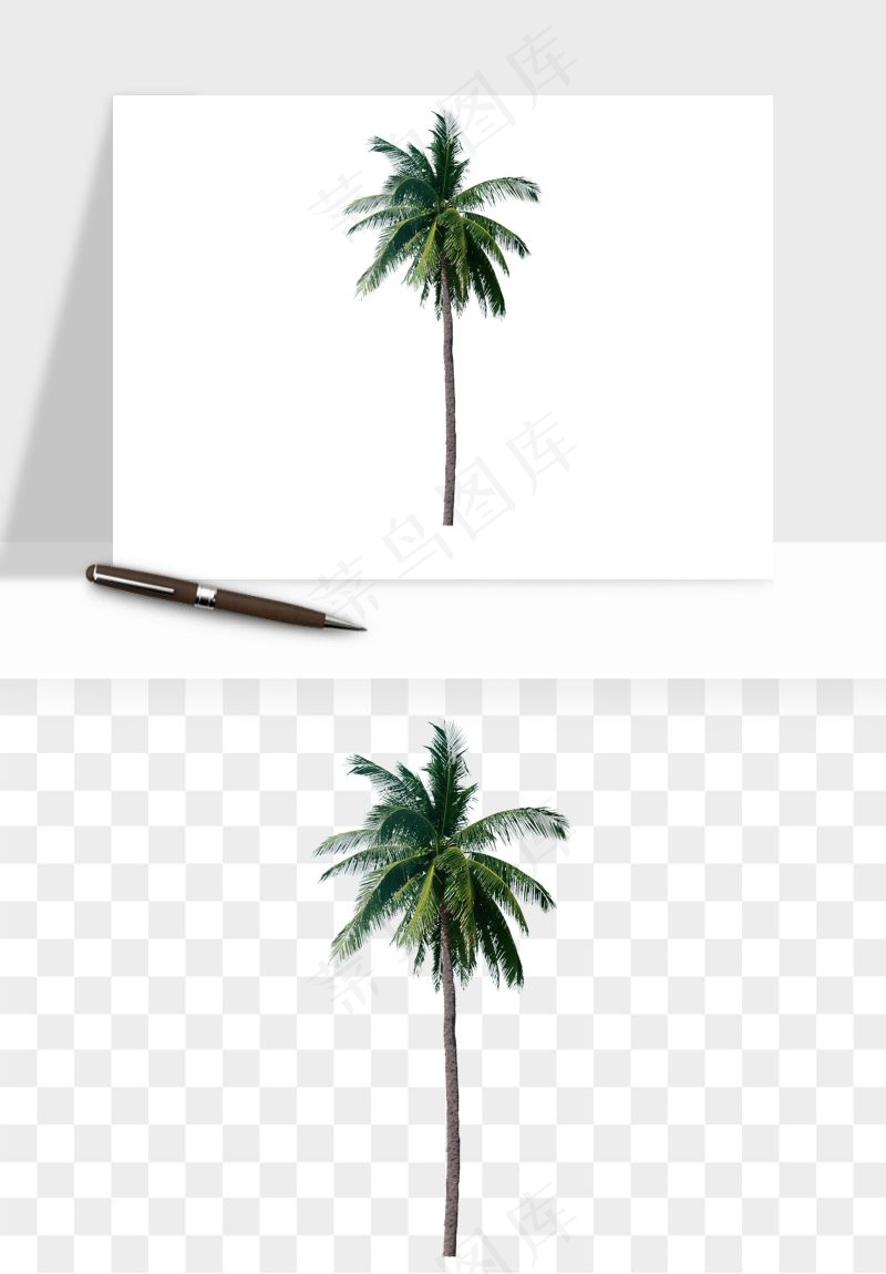 棕榈树椰树png免抠
