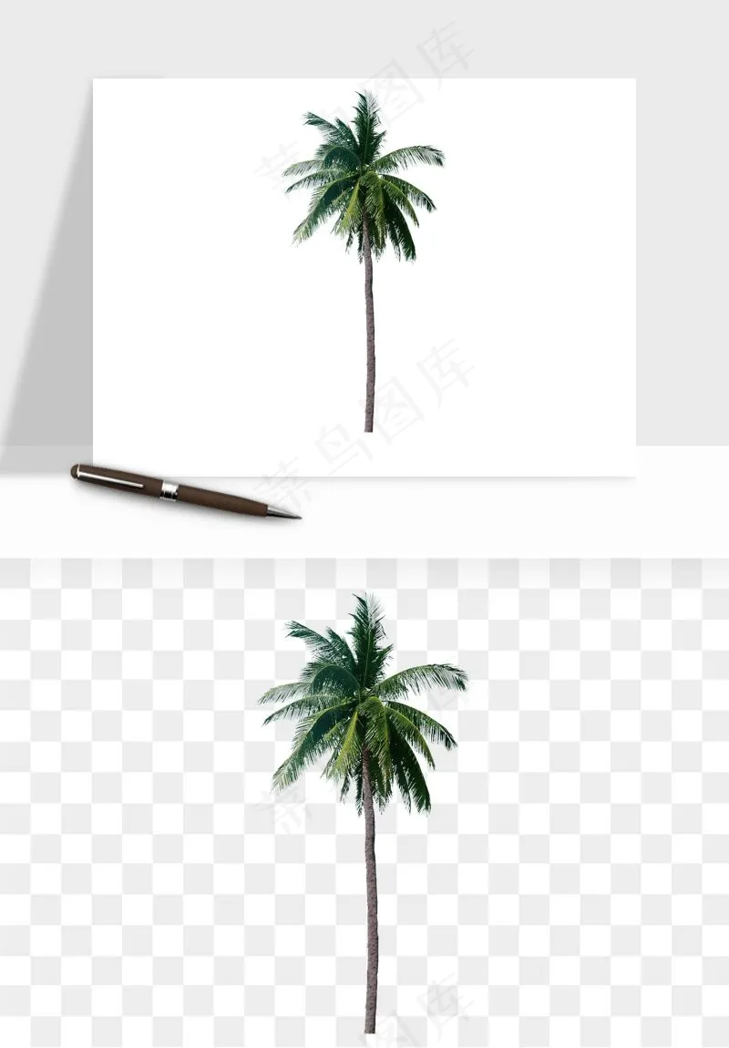 棕榈树椰树png免抠