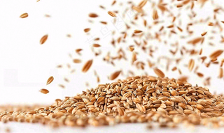 世界粮食日谷物米饭稻谷小麦摄影图