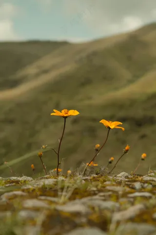 草间黄花静谧景：自然黄绿艺术珍藏