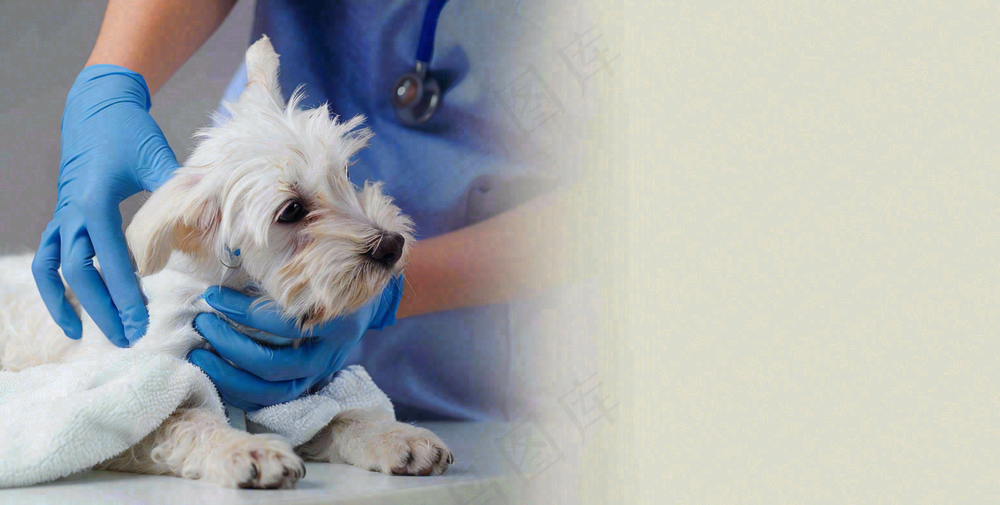 宠物医院猫狗生病救治摄影图