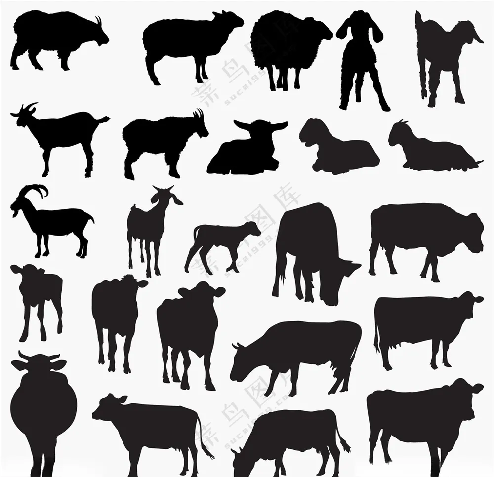 家禽家禽家禽动物模板海报