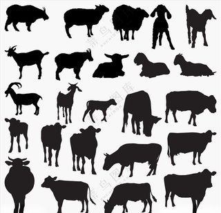 家禽家禽家禽动物模板海报