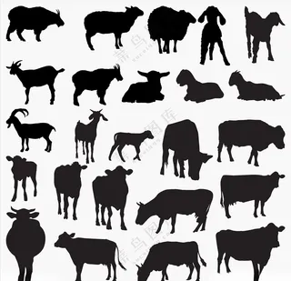 家禽家禽家禽动物模板海报