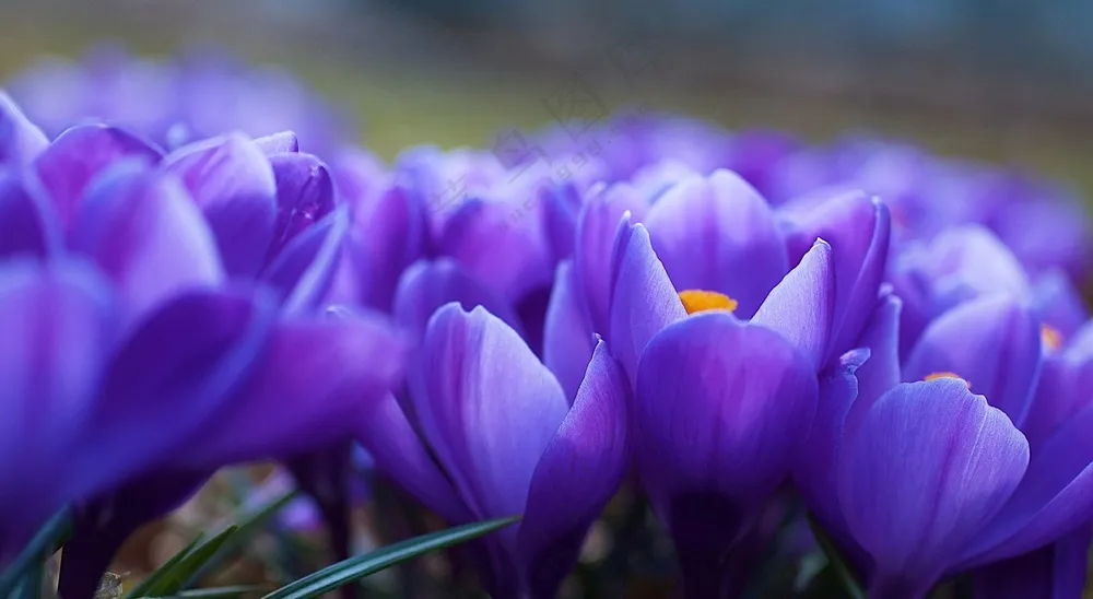 紫色郁金香花