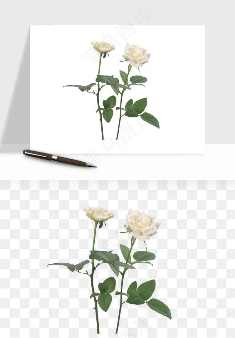 白玫瑰花枝花束png免抠