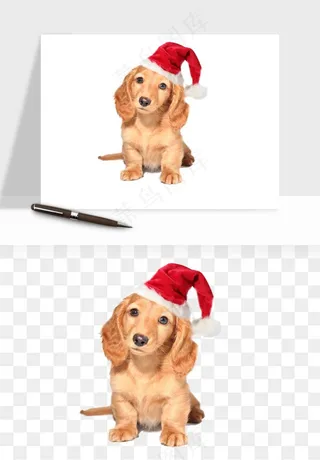 猫咪喵星人狗狗宠物元素png免抠