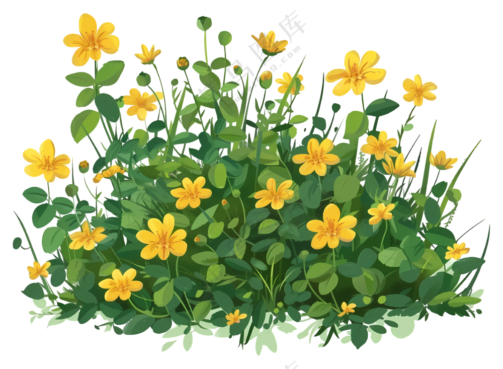 黄色的野花