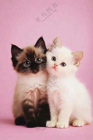 可爱的小猫萌宠宠物动物摄影图