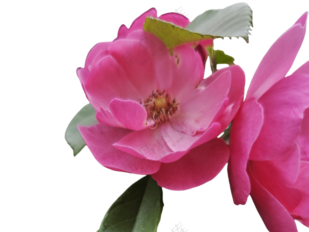 小花|花朵|花瓣