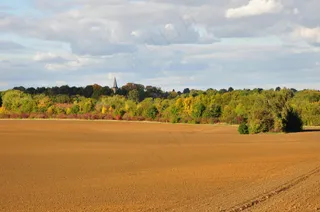 金色田野与多彩树林的和谐交响曲