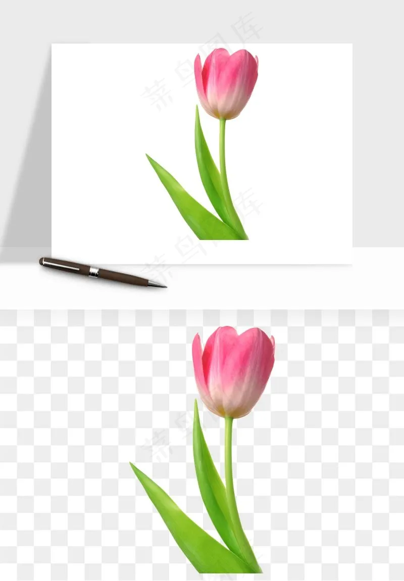 荷兰郁金香鲜花png免抠